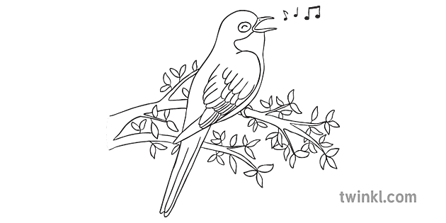 Cuckoo Bird PNG Picture
