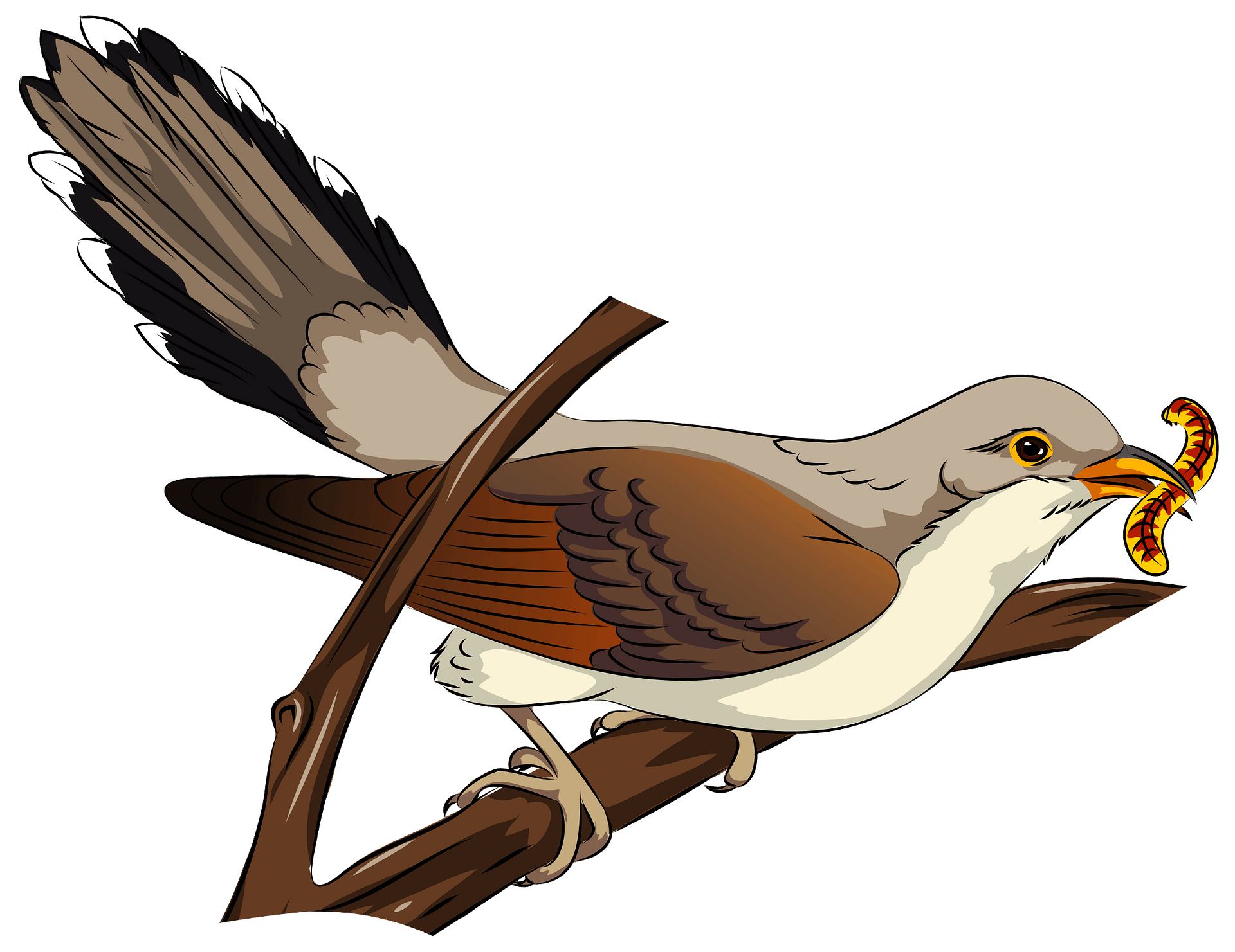 Cuckoo Bird Transparent