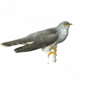 Cuckoo Bird Wildlife PNG Cutout