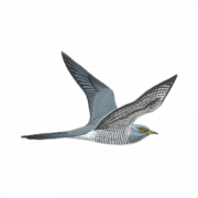 Cuckoo Bird Wildlife Png Immagine