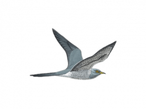 Cuckoo Bird Wildlife PNG Image