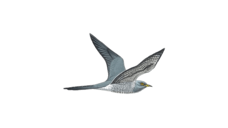 Cuckoo Bird Wildlife PNG Image