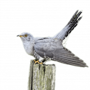 Cuckoo Bird Wildlife PNG Images