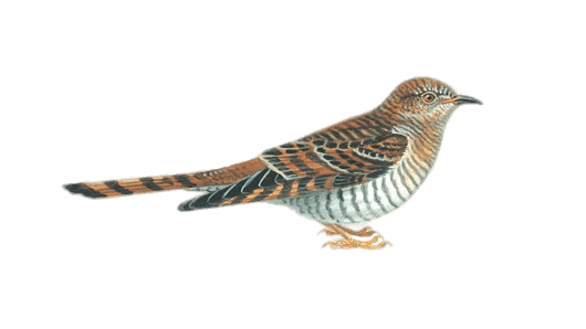 Cuckoo Bird Wildlife PNG Photo
