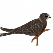 Koekoekvogel Wildlife PNG Fotos