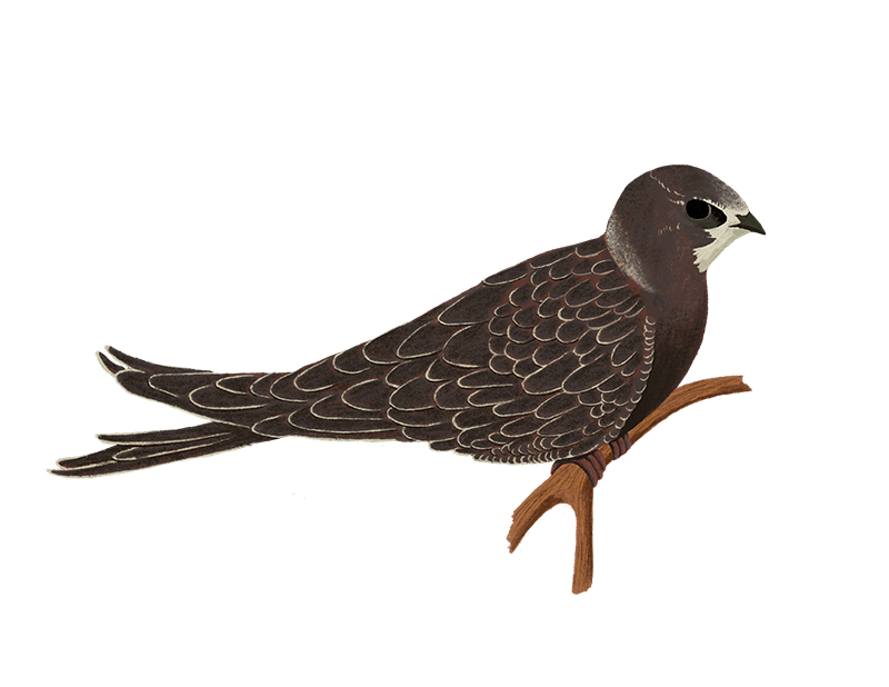 Cuckoo Bird Wildlife PNG Photos