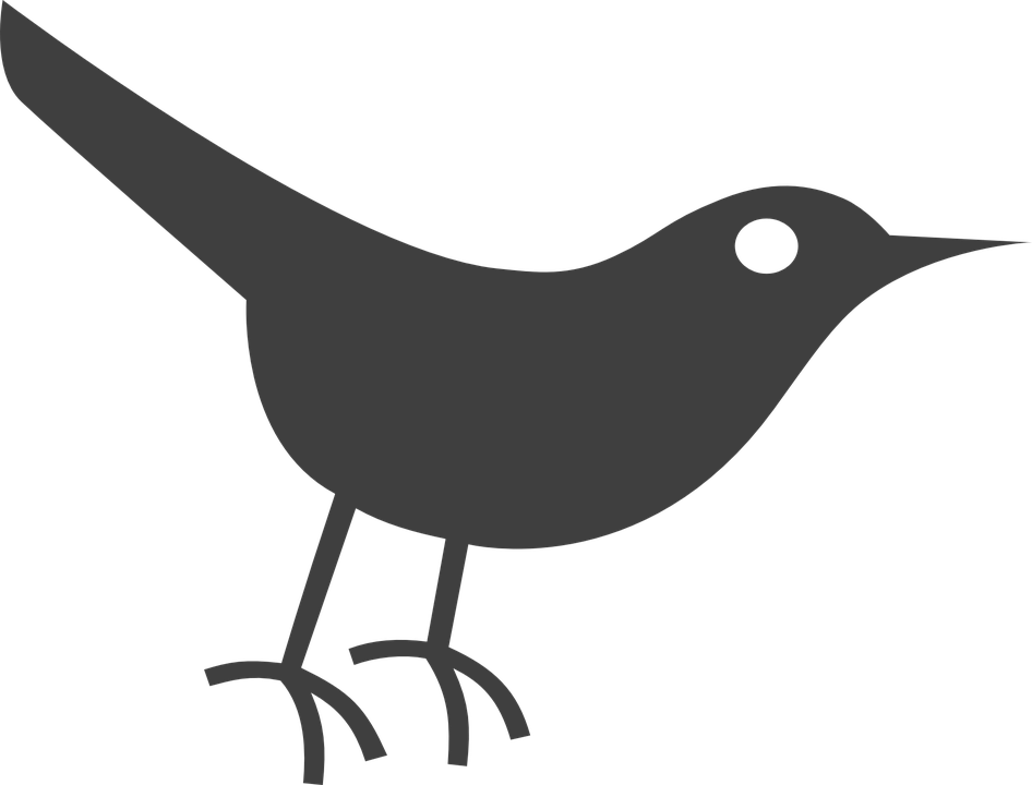 Cuckoo Bird Wildlife PNG Pic