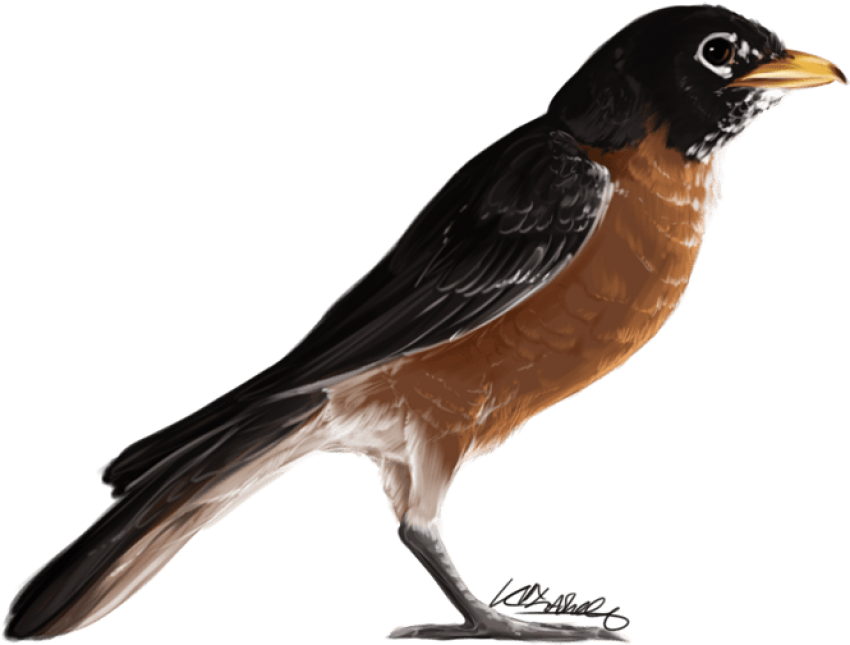 Cuckoo Bird Wildlife PNG