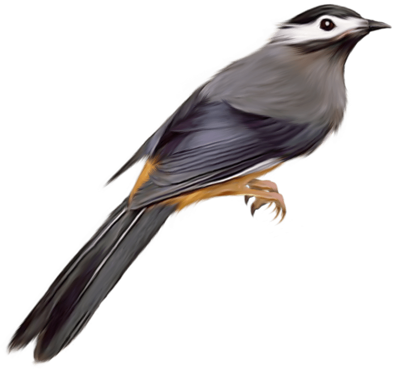 Cuckoo Bird Wildlife
