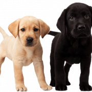 Cute Puppy PNG Clipart