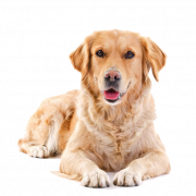 Cute Puppy PNG Free Image