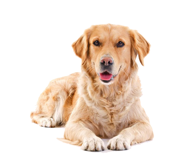 Cute Puppy PNG Free Image