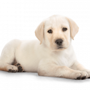 Cute Puppy PNG HD Image