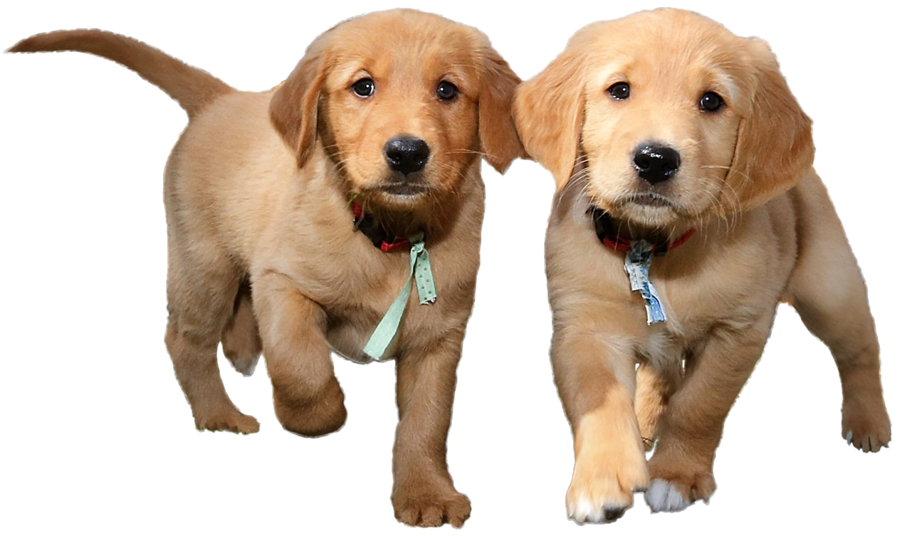 Cute Puppy PNG Image HD