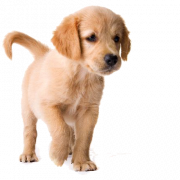 Cute Puppy PNG Images
