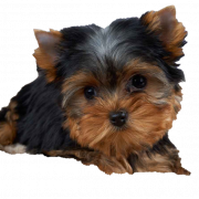 Cute Puppy PNG Images HD