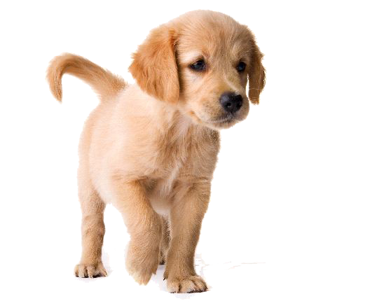 Cute Puppy PNG Images