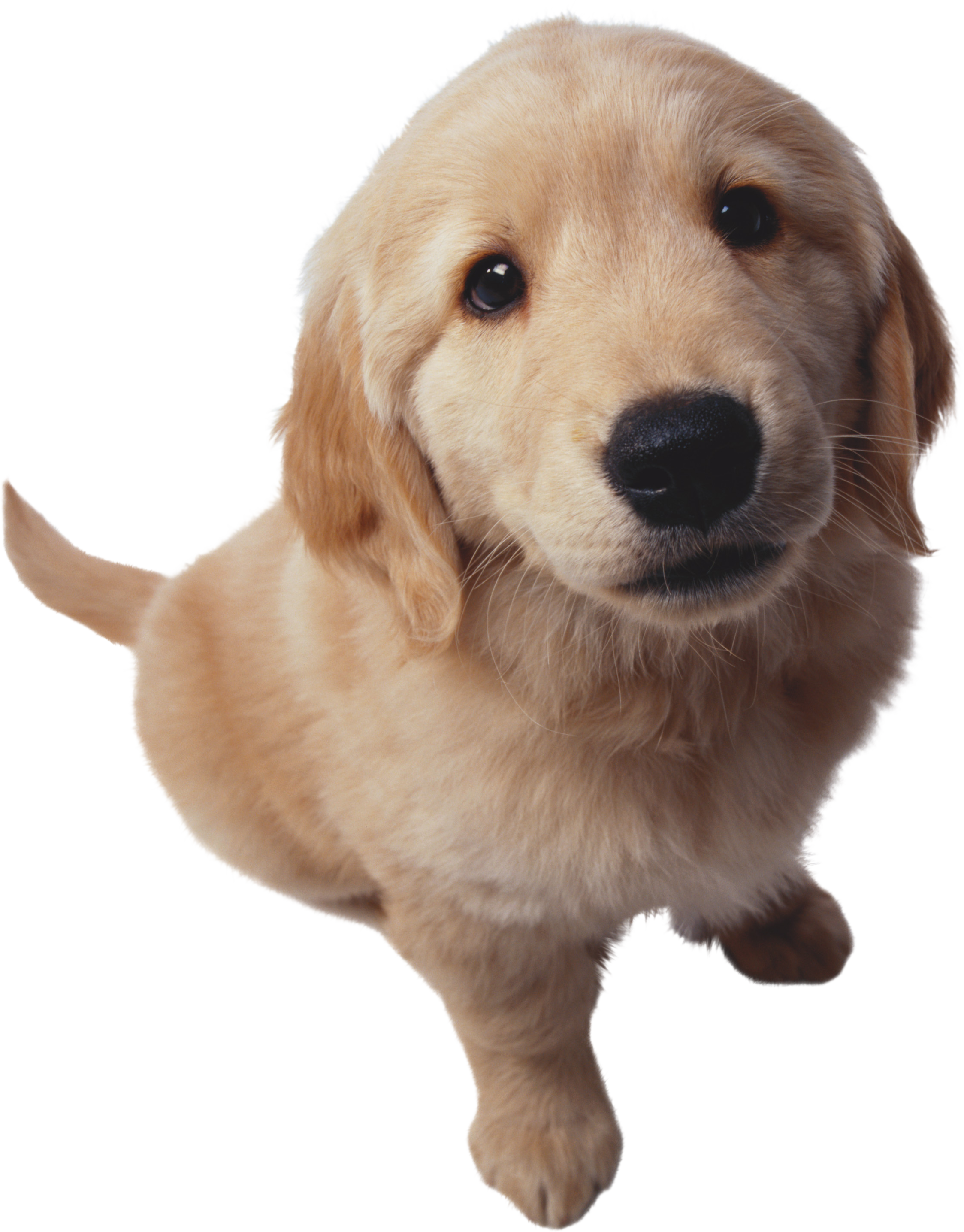 Cute Puppy PNG Photo