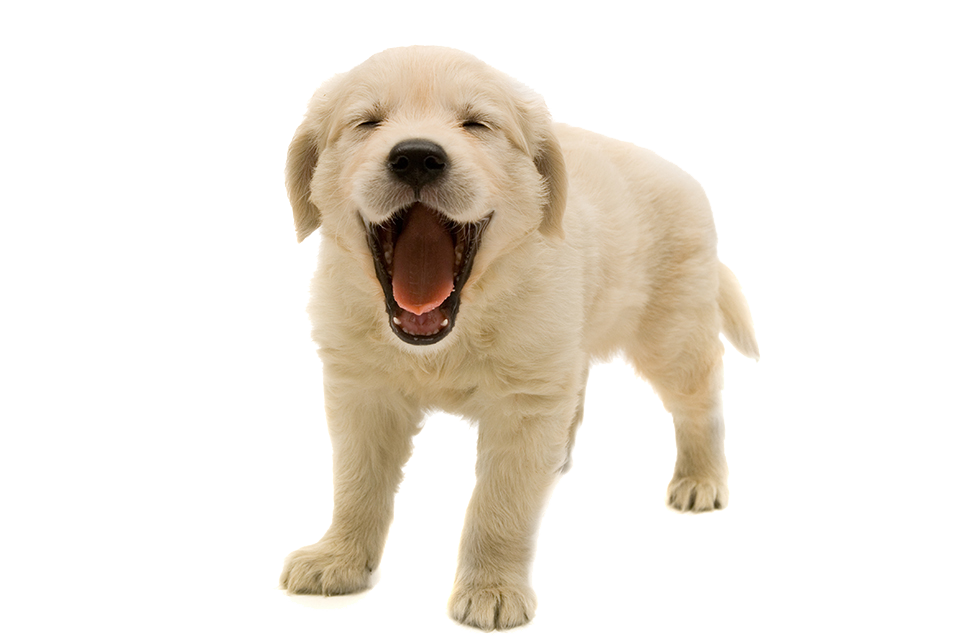Cute Puppy PNG Photos