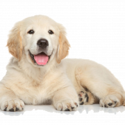 Cute Puppy PNG Pic