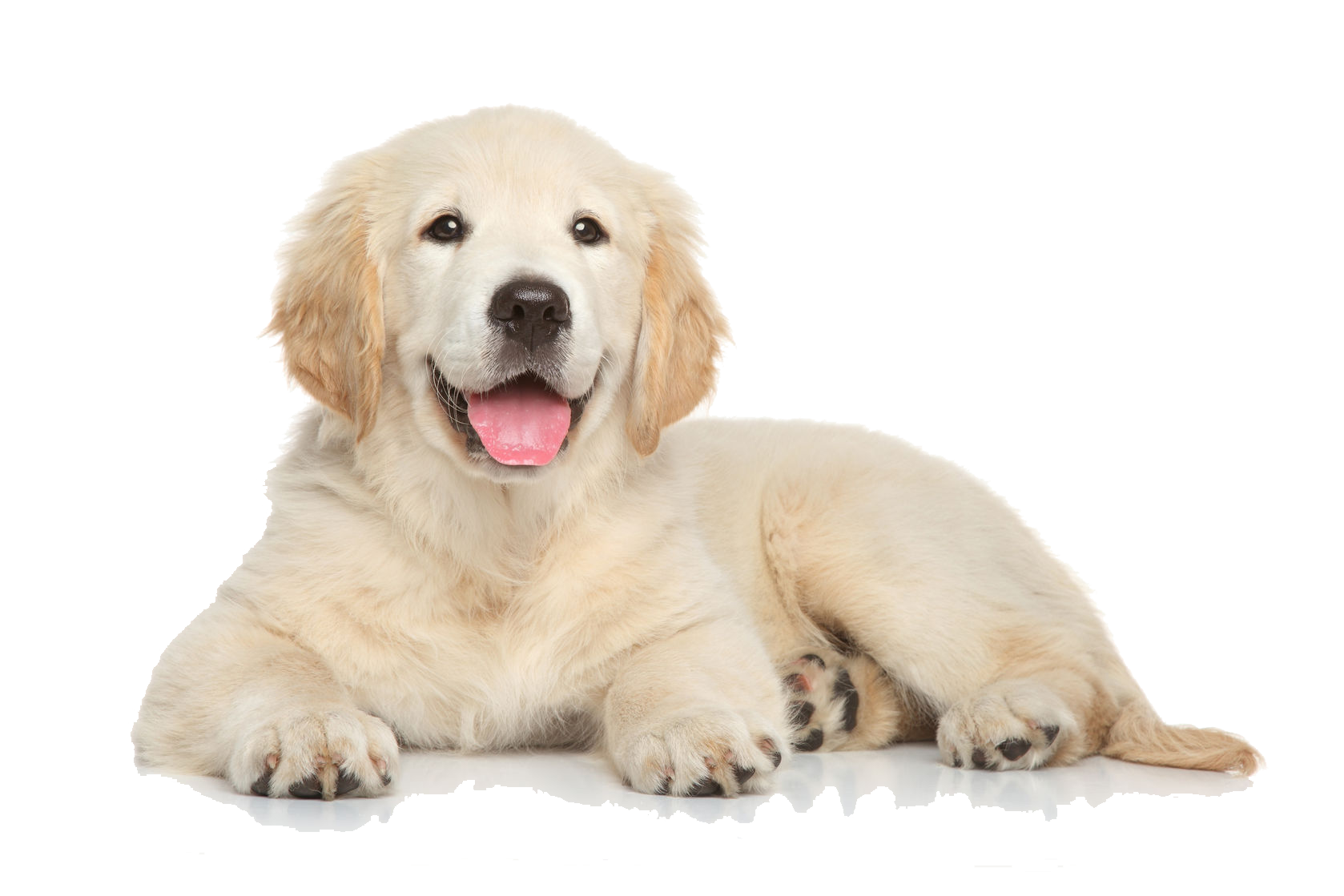 Cute Puppy PNG Pic
