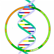 Immagini PNG genetiche del DNA