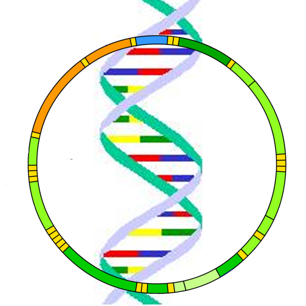 DNA Genetic PNG Images