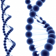 ДНК PNG -файл