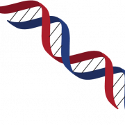 DNA -structuur