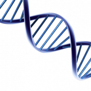 DNA -Struktur PNG -Datei