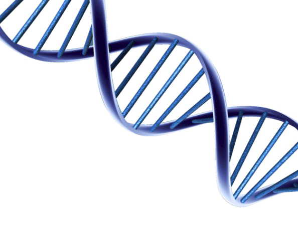 DNA Structure PNG File