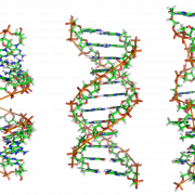 هيكل الحمض النووي PNG صورة مجانية