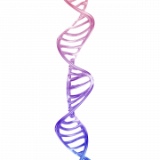 DNA -Struktur PNG HD -Bild