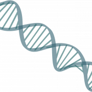DNA Structure PNG Image HD