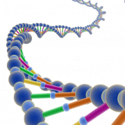 DNA -Struktur PNG PIC