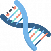 DNA Structure Transparent