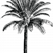 Hate Palm Png