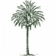 Tanggal Palm Png Clipart