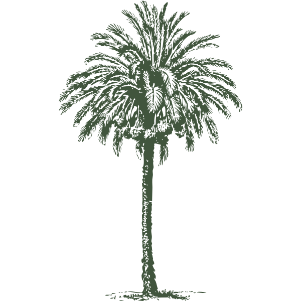 Date Palm PNG Clipart