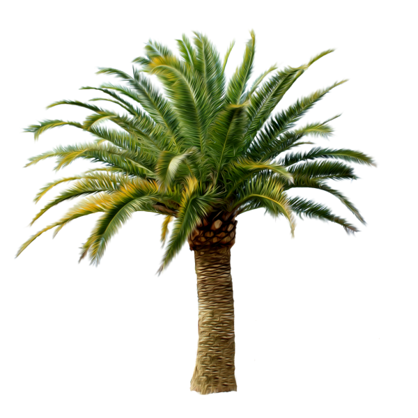 Date Palm PNG Cutout