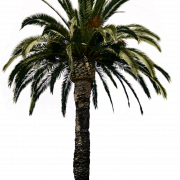 Date Palm PNG File