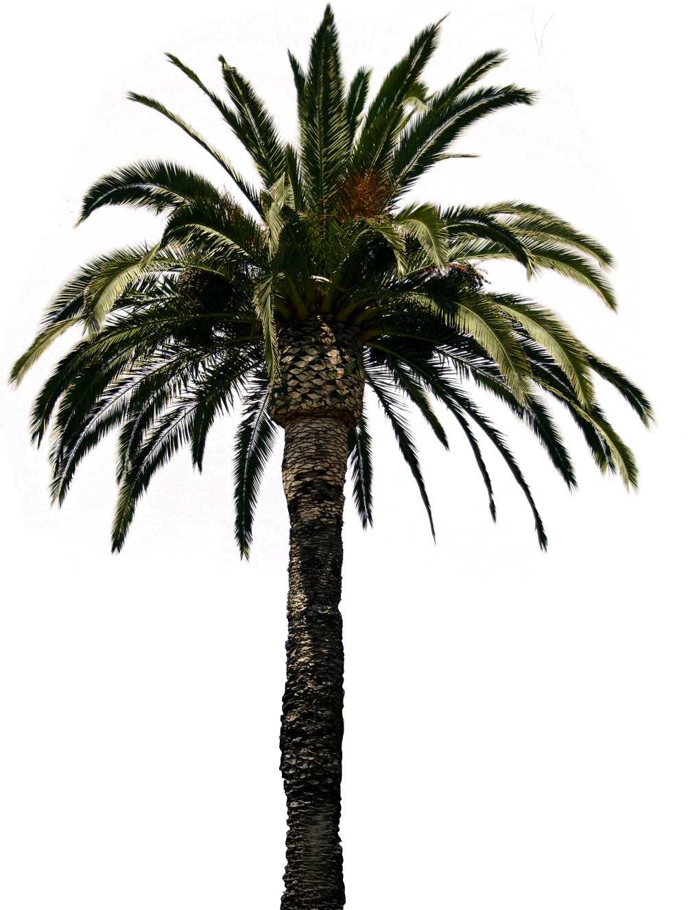 Файл Hate Palm PNG