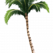 Date Palm PNG Free Image