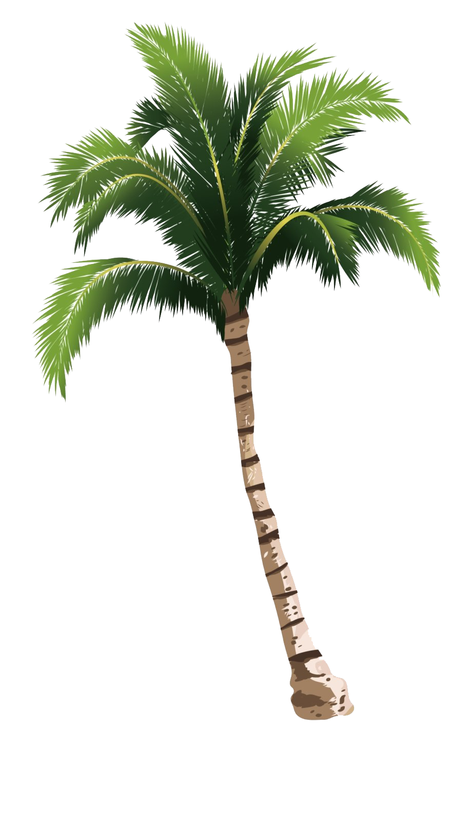Date Palm PNG Free Image
