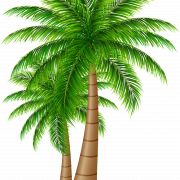 Datum Palm PNG -afbeelding
