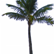 Tanggal Gambar Palm Png