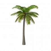 Date palm png imágenes hd