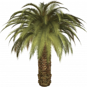 Data Palm Png Photo