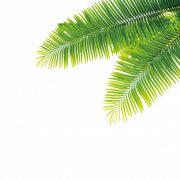 تاريخ Palm PNG صور