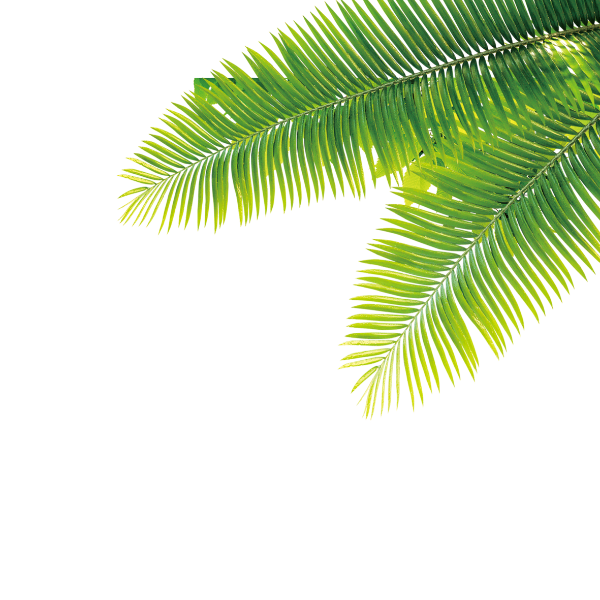 Date Palm PNG Photos